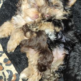 Yorkshire Terrier Puppies from My precious yorkies