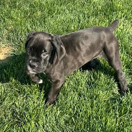 Remy - Brindle male Boxer puppy in Eagle, Idaho from Eagle ID Boxers