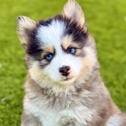 Sapphire - Gray and white female Pomsky puppy in Antioch, California from Golden State Pomskies