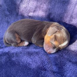 Girl 2 - Chocolate and tan female Dachshund puppy in Staley, North Carolina from Waite's Dachshunds