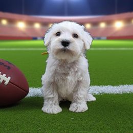 Banana - White male Miniature Schnauzer puppy in Houston, Texas from Haughton Farm