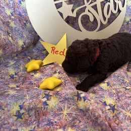 Boy 1 - Brown Poodle puppy in Alaska from Nord Kennel