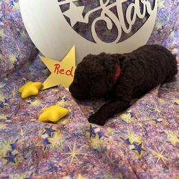 Boy 1 - Brown Poodle puppy in Alaska from Nord Kennel