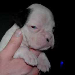 Boy 3 - male Boxer puppy in Thompson, Pennsylvania from Moonlitboxers