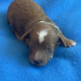 Lil Lady (Teal Collar) - Red  female Poodle puppy in Ogden, Utah from Bells Poodles