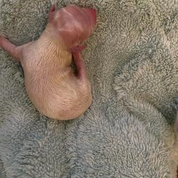 Mushroom - White male Chihuahua puppy in Red Bluff, California from Aye Chihuahua