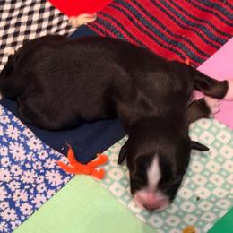 Star - Black tri-color female Australian Shepherd puppy in Harrah, Oklahoma from Kamm's Aussies