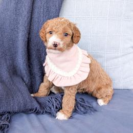 Bubble - Red  female Goldendoodle puppy in Whitesburg, Georgia from Asbury & Co Farms