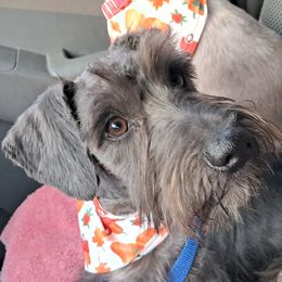Boy 3 - Black Miniature Schnauzer puppy in Paducah, Kentucky from Nubby's Legacy Schnauzers of Western KY