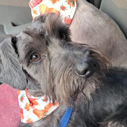 Boy 3 - Black Miniature Schnauzer puppy in Paducah, Kentucky from Nubby's Legacy Schnauzers of Western KY