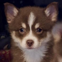 Patsy - Chocolate female Pomsky puppy in Cottrellville, Michigan from Jeanne’s Half Pint Pups