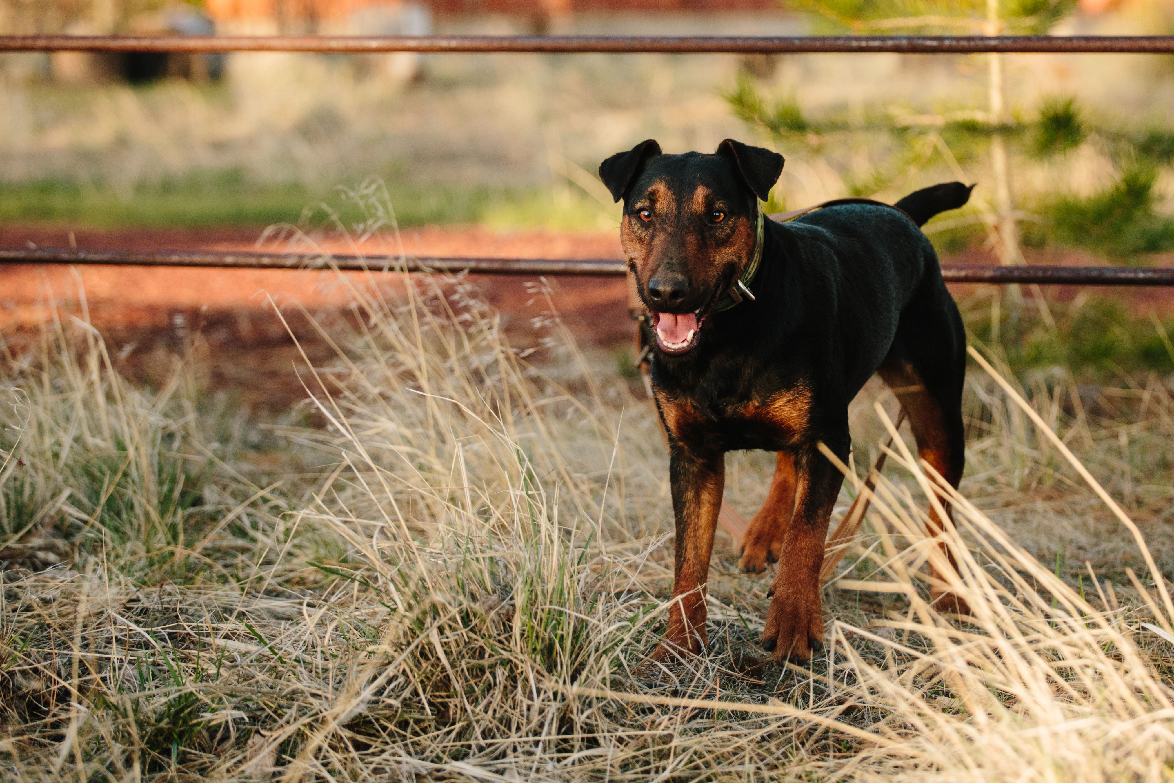 German Heideterriers USA in Montana | Heideterrier puppies | Good Dog