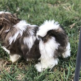 Shih Tzu Puppies from Willow Lane Shih Tzus