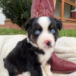 Boots - Black tri male Miniature Australian Shepherd puppy in Mill Spring, North Carolina from Adair Acres Aussies