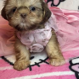 Klarity - Chocolate and tan female Shih Tzu puppy in Roseville, Michigan from Diamond Paws LLC