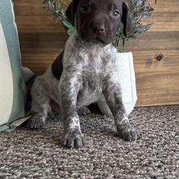 Tallia - Liver roan female German Shorthaired Pointer puppy in Ulen, Minnesota from North Wind Gundogs