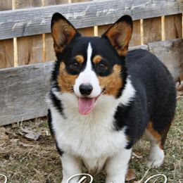 Karl - Pembroke Welsh Corgi