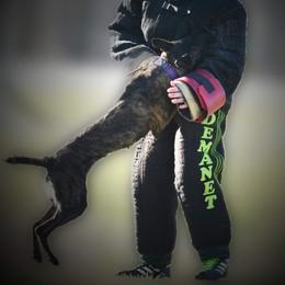 Viper - Dutch Shepherd