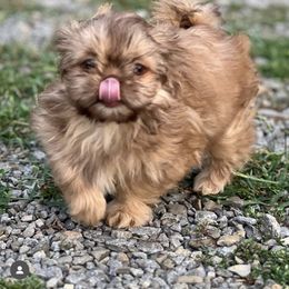 Tippy - Shih Tzu