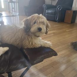 Havanese All Grown Up from Hashtag Havenese