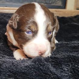 Valentino - Red tri male Miniature Australian Shepherd puppy in Sunbury, Pennsylvania from Elemental Mini Aussies