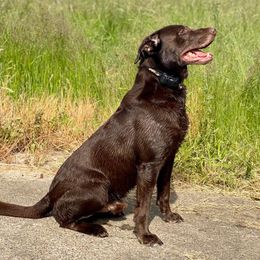 Labrador Retrievers from Table Rock Retrievers
