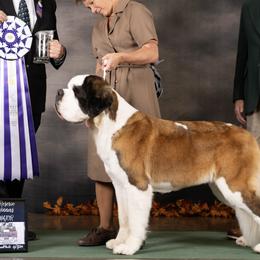 Saint Bernards from Southern Giants