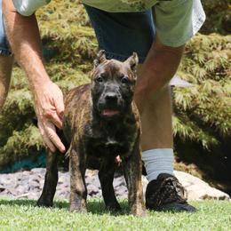Orange Collar - Tiger female Perro de Presa Canario puppy in Pocahontas, Illinois from Cabeza Grande Kennel