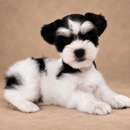Evie - Black and silver female Miniature Schnauzer puppy in San Augustine, Texas from My Little Schnauzer Pals