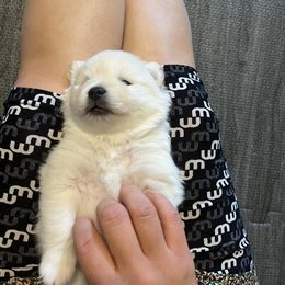 Pomeranian Puppies from Brumback Poms