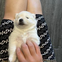 Pomeranian Puppies from Brumback Poms