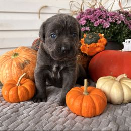 Mushroom - Gray female Cane Corso puppy in Fort Scott, Kansas from Black Magic Cane Corso