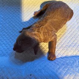 Puppy 1 - Red  male Poodle puppy in Bremen, Georgia from Kelley’s Poodle Patch
