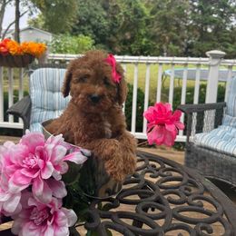 Sammy - Red  female Goldendoodle puppy in Mint Hill, North Carolina from DoodleForever