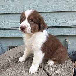 Jack - Red tri-color male Australian Shepherd puppy in Grants Pass, Oregon from Carmel Mountain Aussies