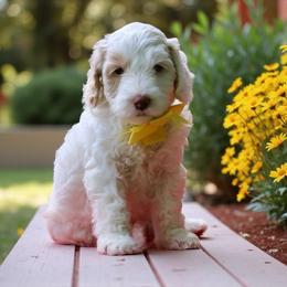 Daisy - Caramel cream female Australian Labradoodle puppy in Milton, North Carolina from Good Day Doodles