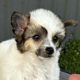 Chinese Crested and Miniature American Shepherd Puppies from Carousel Kennel