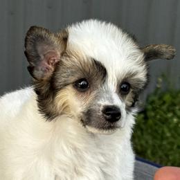 Chinese Crested and Miniature American Shepherd Puppies from Carousel Kennel