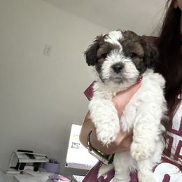 Maltipoo Puppies from Maltipoo Rehoming