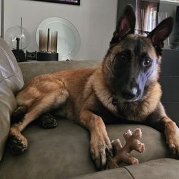 Australian Shepherd and Belgian Malinois Puppies from Rock 'n Wool Aussies & Malinois