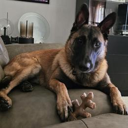 Australian Shepherd and Belgian Malinois Puppies from Rock 'n Wool Aussies & Malinois