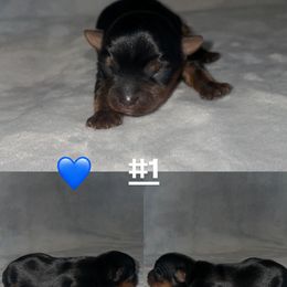 Boy 1 - Black and gold male Yorkshire Terrier puppy in San Tan Valley, Arizona from Great Mates