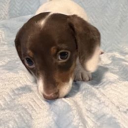 Dachshund Puppies from Wild West Wiener Lovers