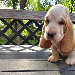 Ariel - Red and white female Basset Hound puppy in Denison, Texas from Emma Lou's Baby Bassets
