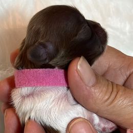Lexi - Liver and white female Shih Tzu puppy in Hanford, California from MeMaw Shih Tzus