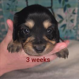 Hank - Black and tan male Dachshund puppy in Kempner, Texas from Russell Farms Dachshund