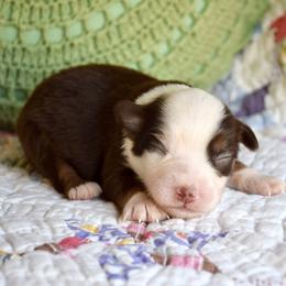 Sheila - Red tri female Miniature Australian Shepherd puppy in Evant, Texas from Lazy VT Bar Ranch