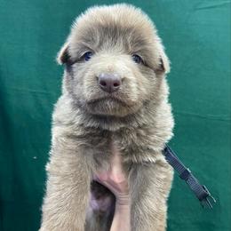 Boy 4 - Isabella male German Shepherd puppy in Pelham, North Carolina from P & P Shepherds