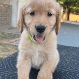 Green Collar Gal - Golden female Golden Retriever puppy in San Jacinto, California from Golden Retriever Puppy Bliss