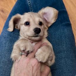 Kurt - Cream male Dachshund puppy in Grand Junction, Colorado from Agape Dachshunds